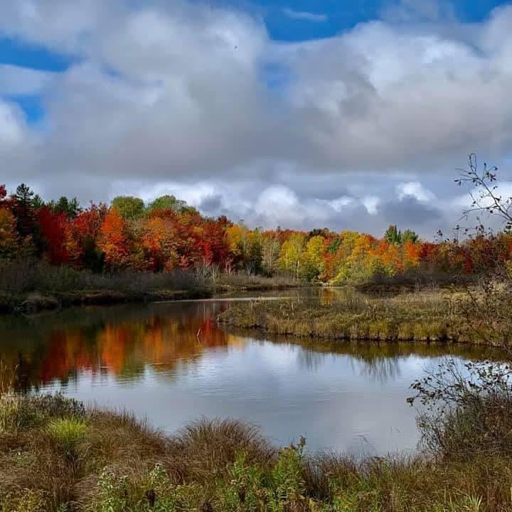 Pond reflecting autumn trees